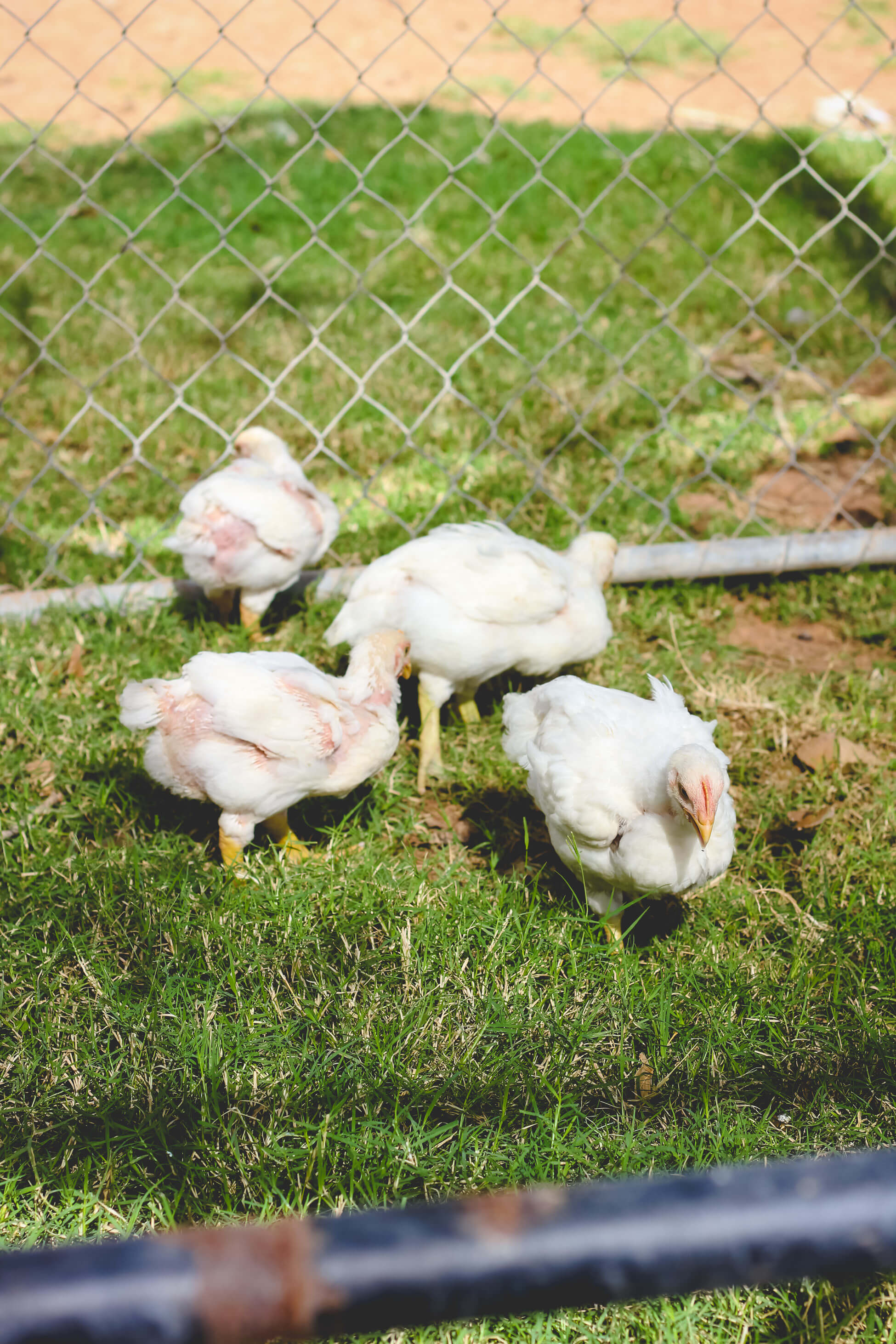 Cornish Cross meat chickens in yard
