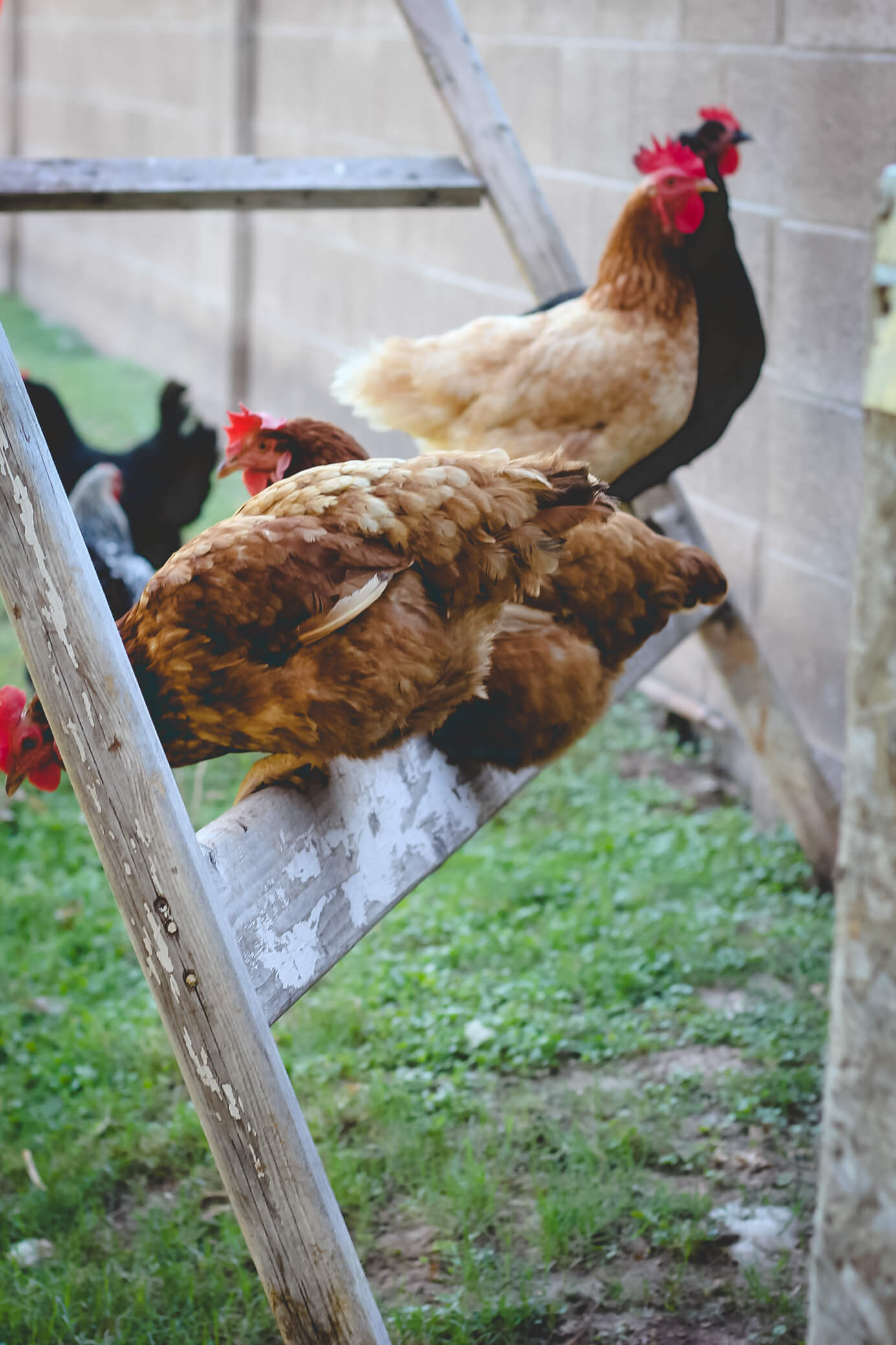 Chickens perched on ledge