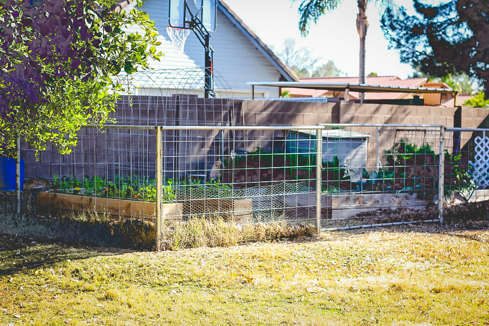 Garden fenced in