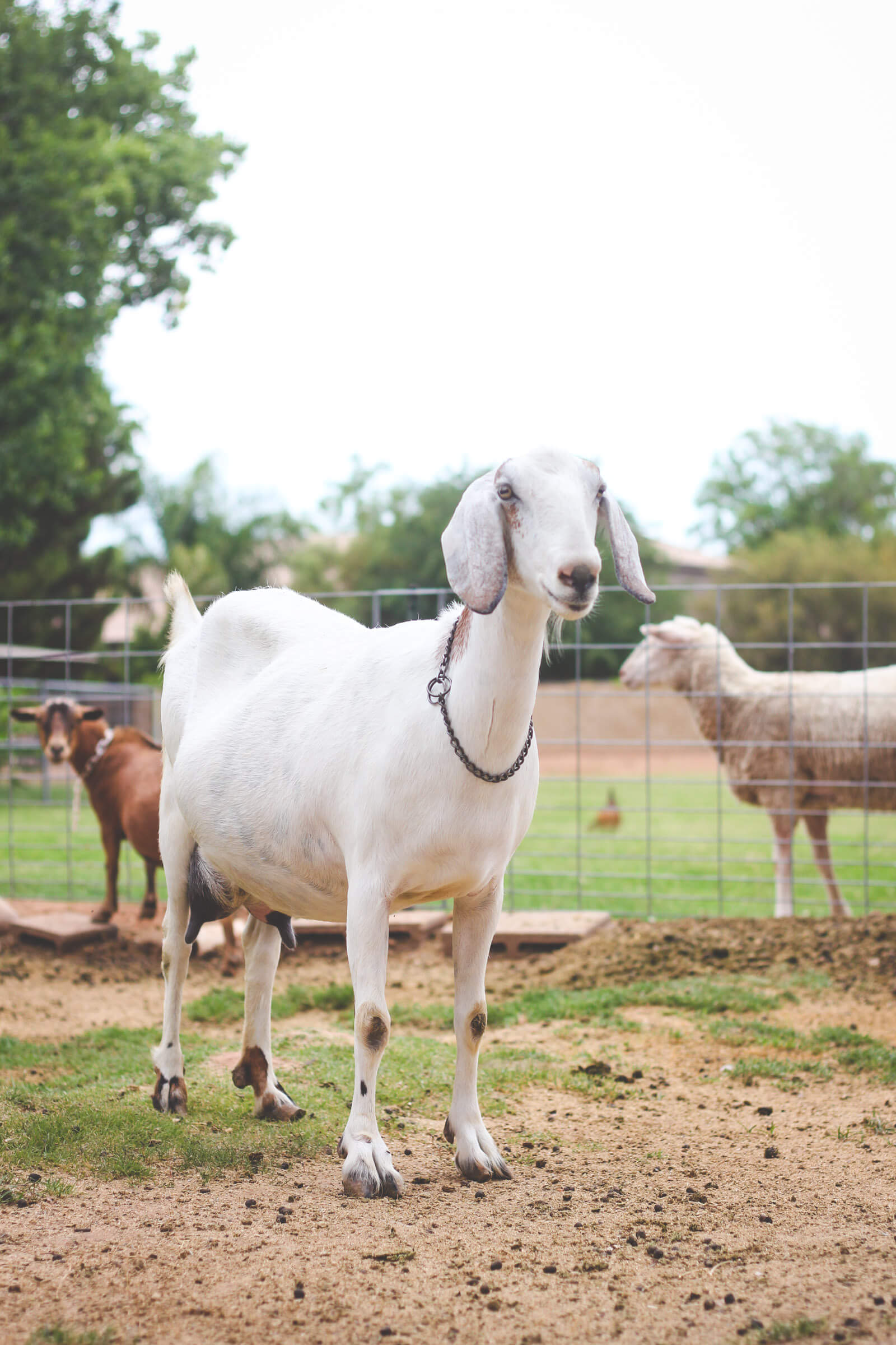 Goats in pen on urban farm.