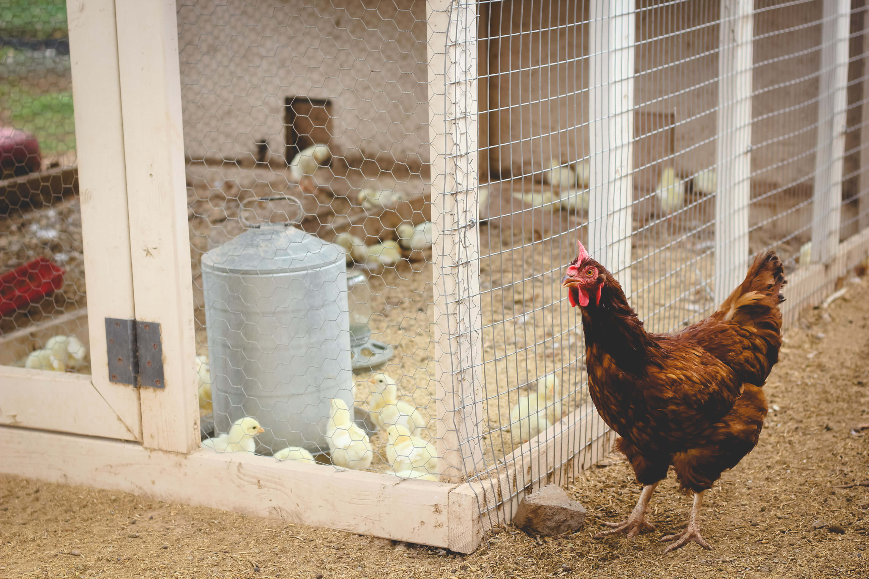 Meat chicks in outdoor pen