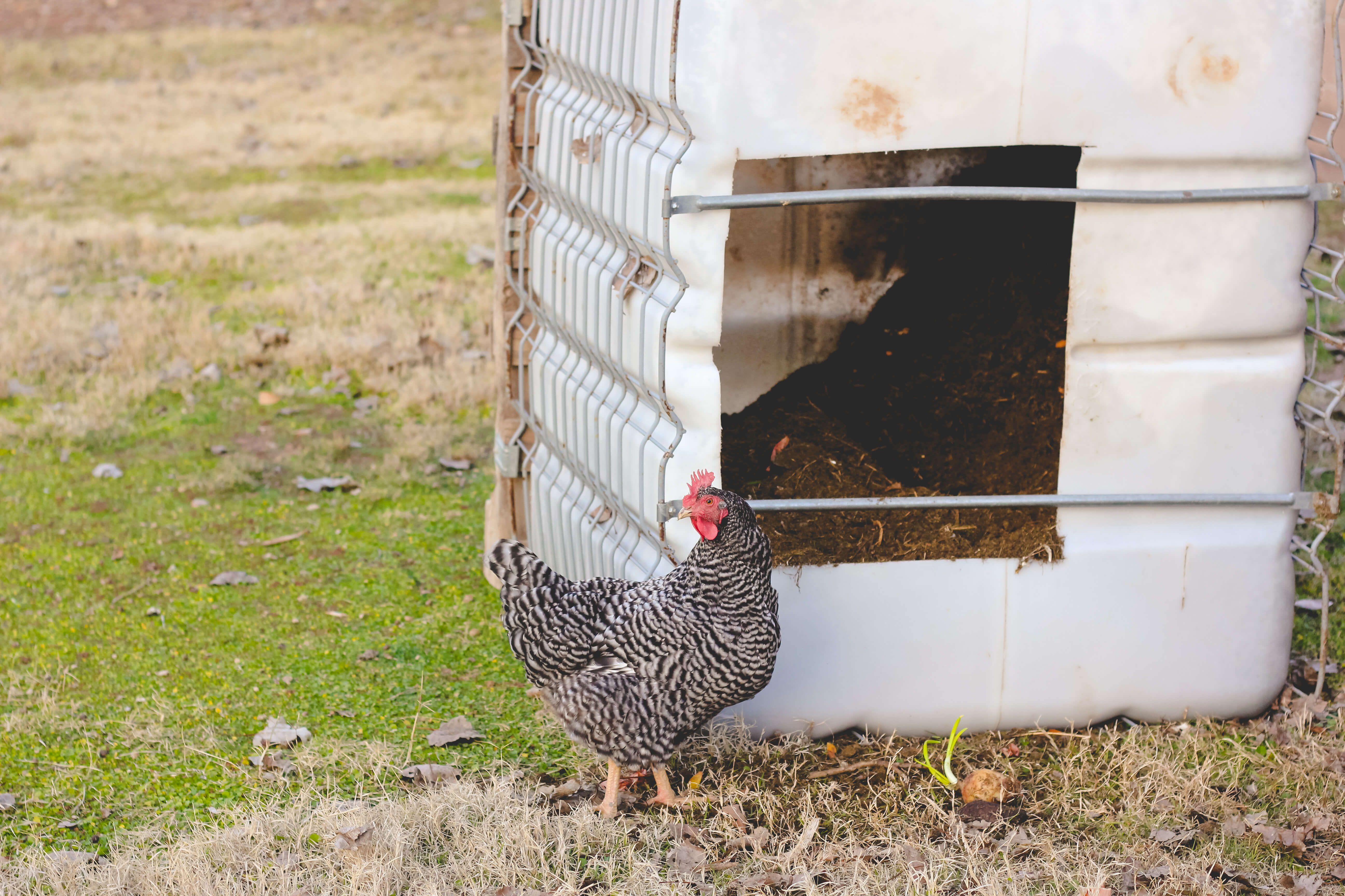 Chicken standing in front of composter