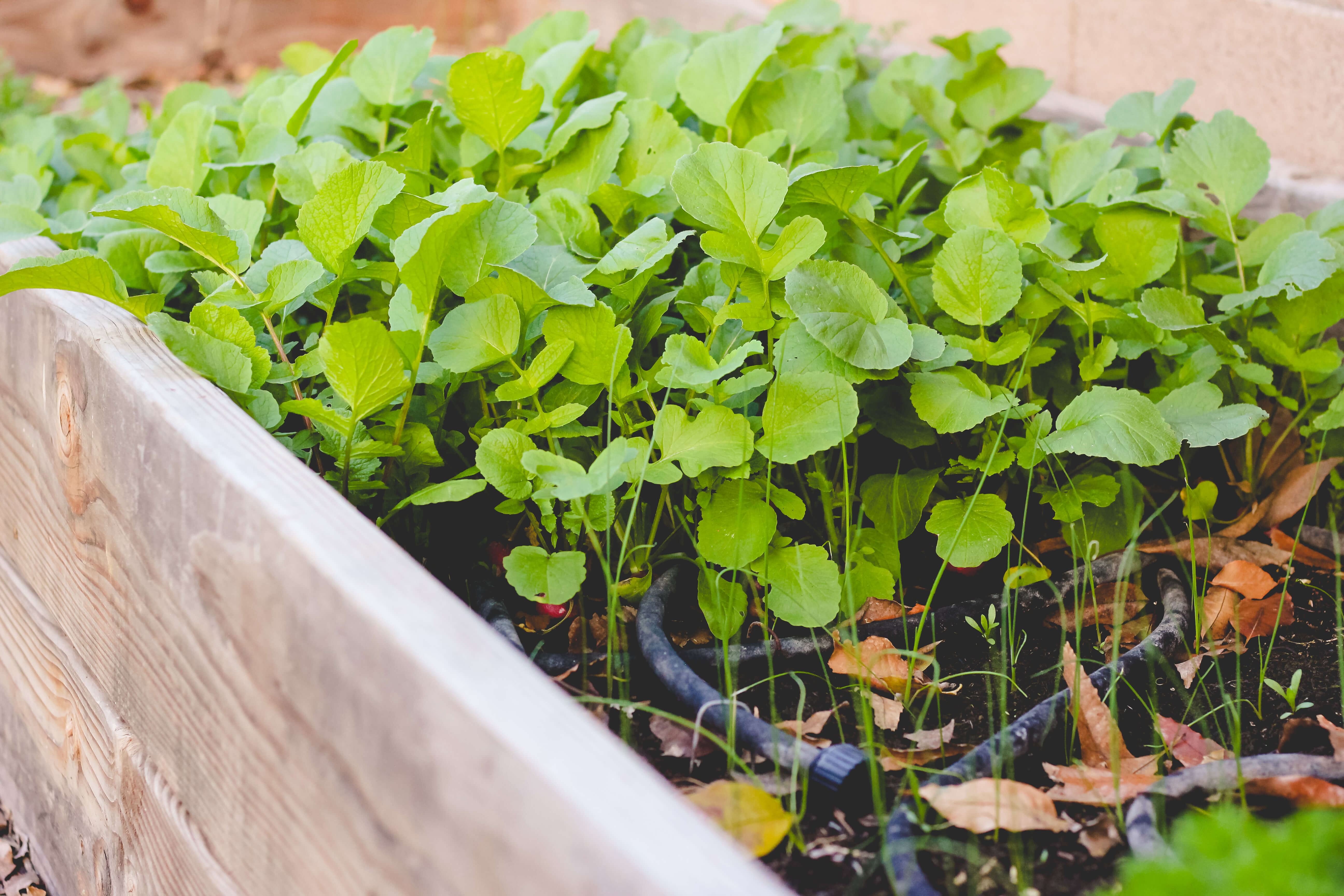 Radishes in raised garden bed