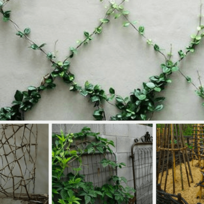 15 Simply Gorgeous Trellis Ideas