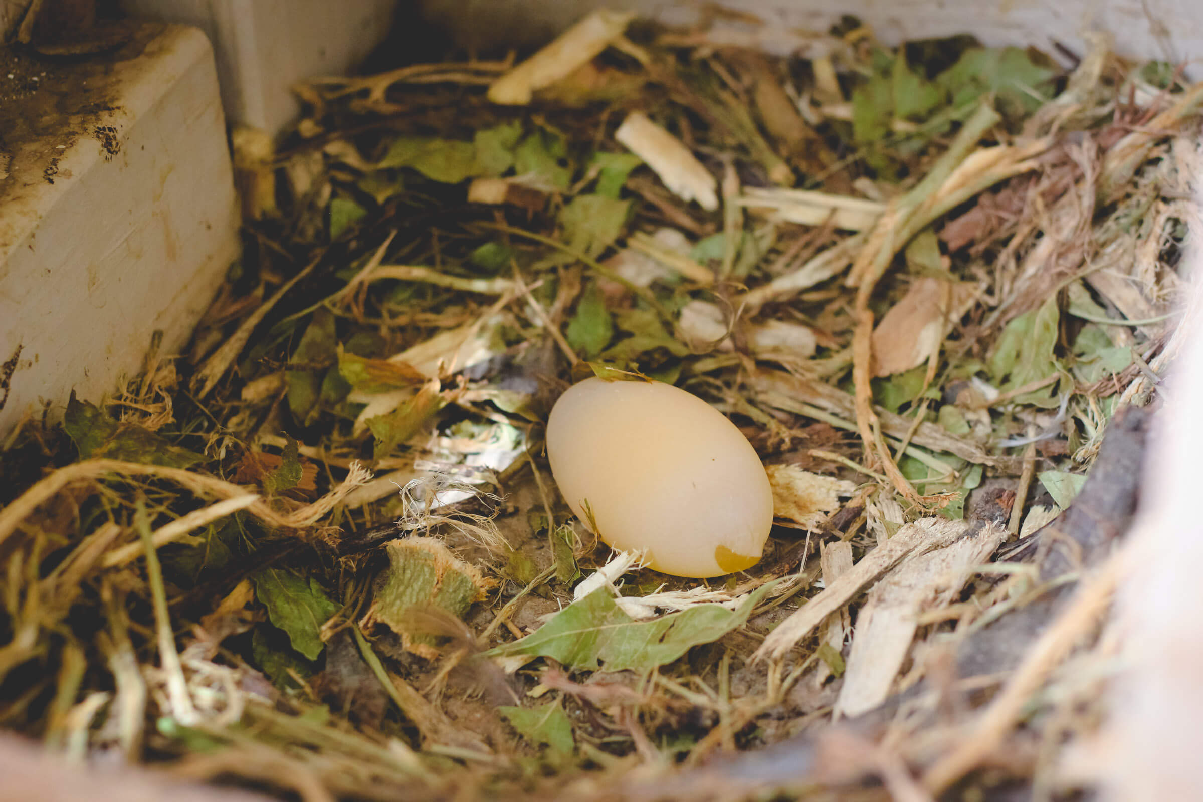 Soft egg in chicken nest