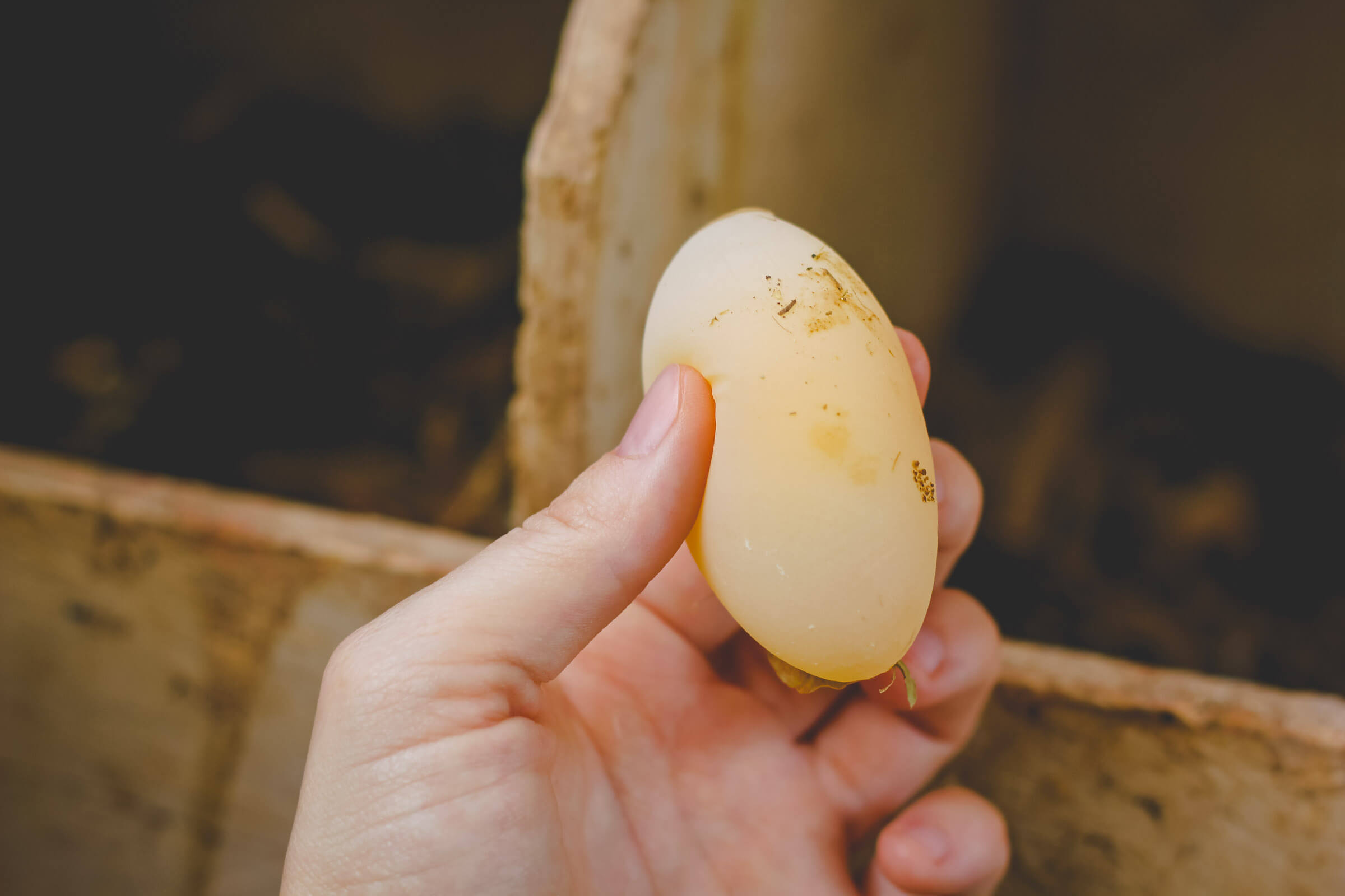 Hand holding a soft egg in chicken coop