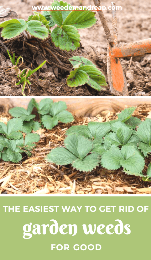 Garden weeds | How to keep weeds out of garden | Weeds around strawberries in garden