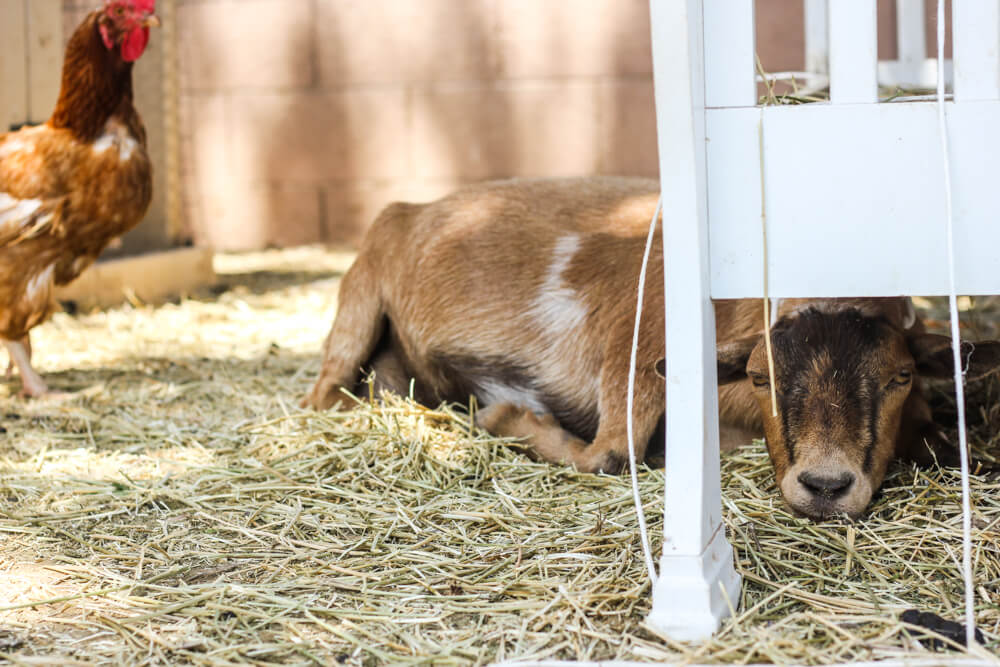 Goat resting under DIY and homemade hay feeder