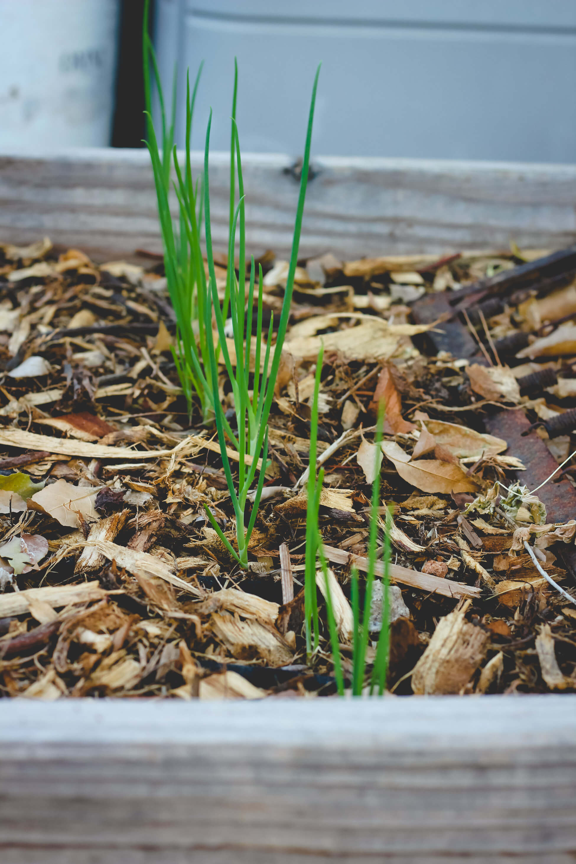 Garden weeds | How to keep weeds out of garden | I'itoi onions in raised garden bed.