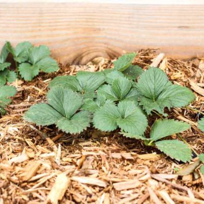 Garden Weeds: The Easiest way to get Rid of them for Good
