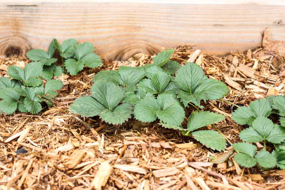 Garden weeds | How to keep weeds out of garden
