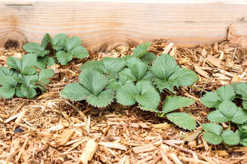 Garden Weeds How To Keep Weeds Out Of The Garden For Good