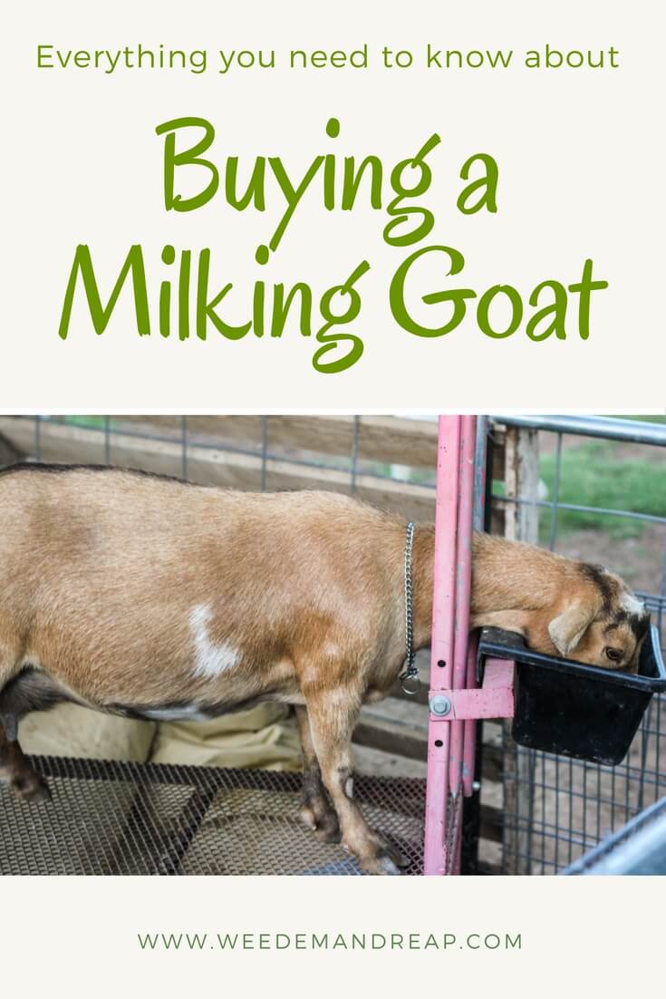 Buying Milking Goats: Everything you need to know | Weed 'em & Reap