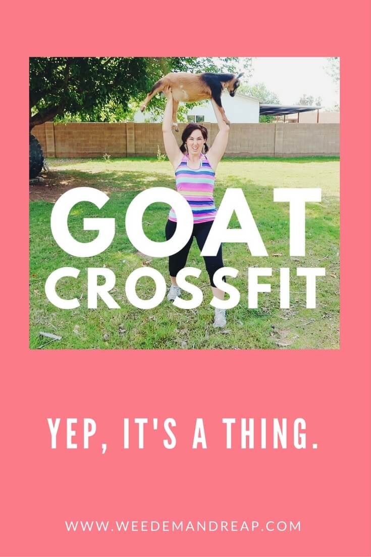 Goat Crossfit - Weed 'em & Reap