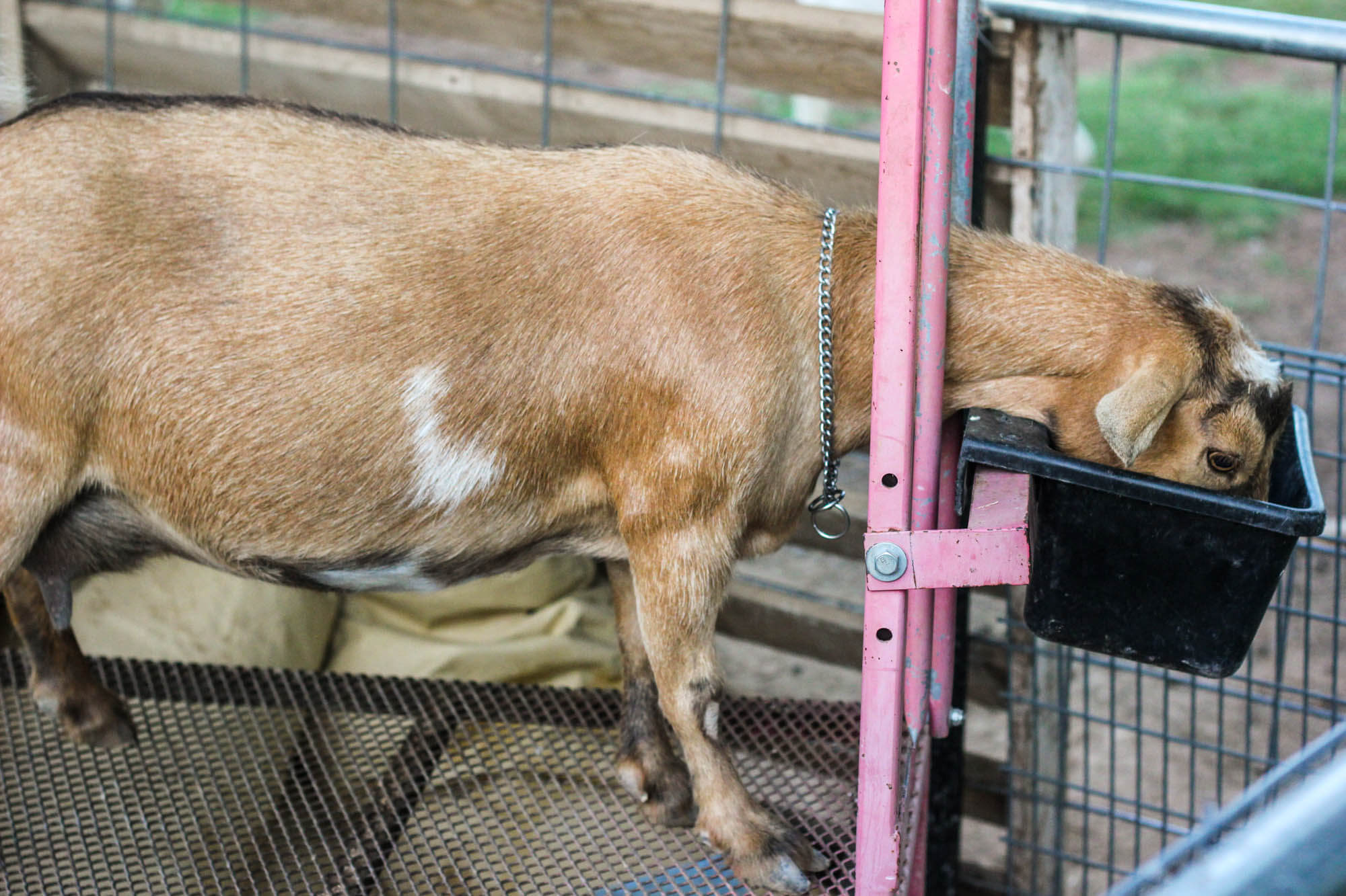 Homesteading - Feeding Goat 