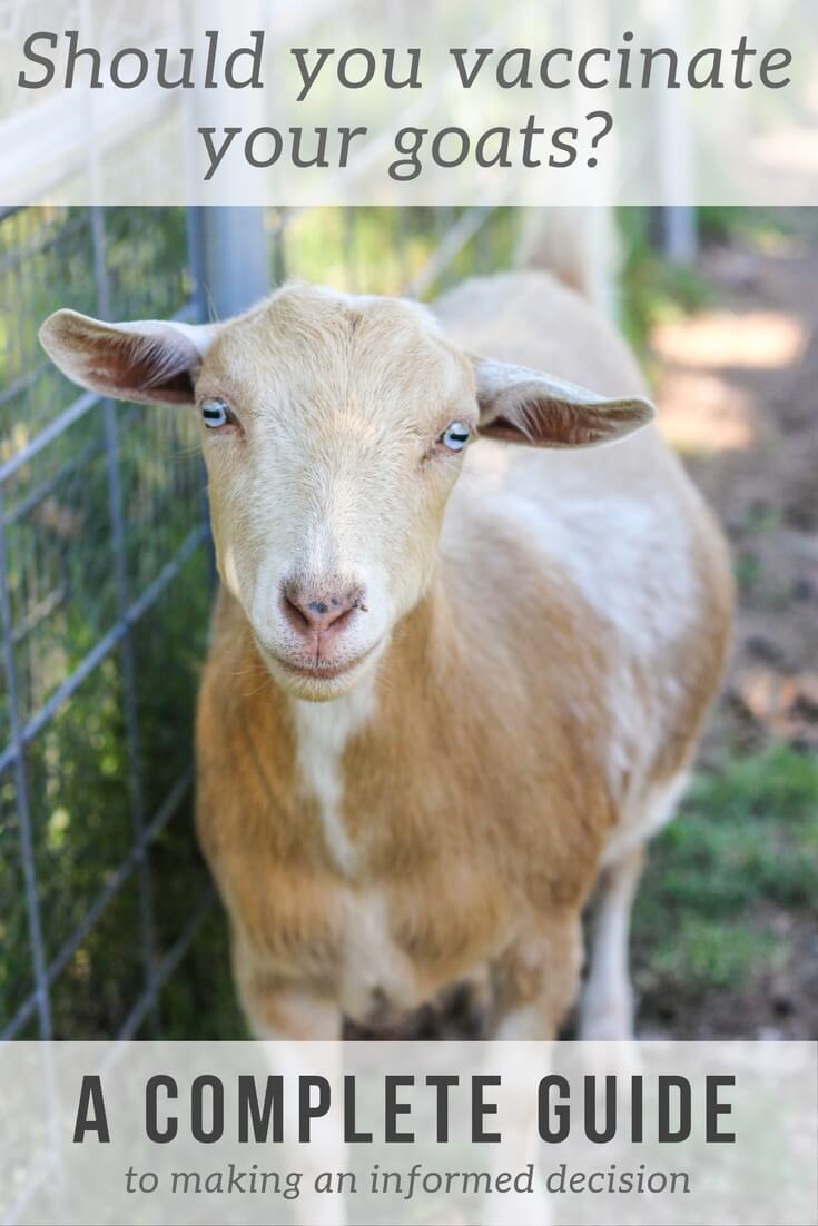 Should you vaccinate your goats? A complete guide to goat vaccinations.