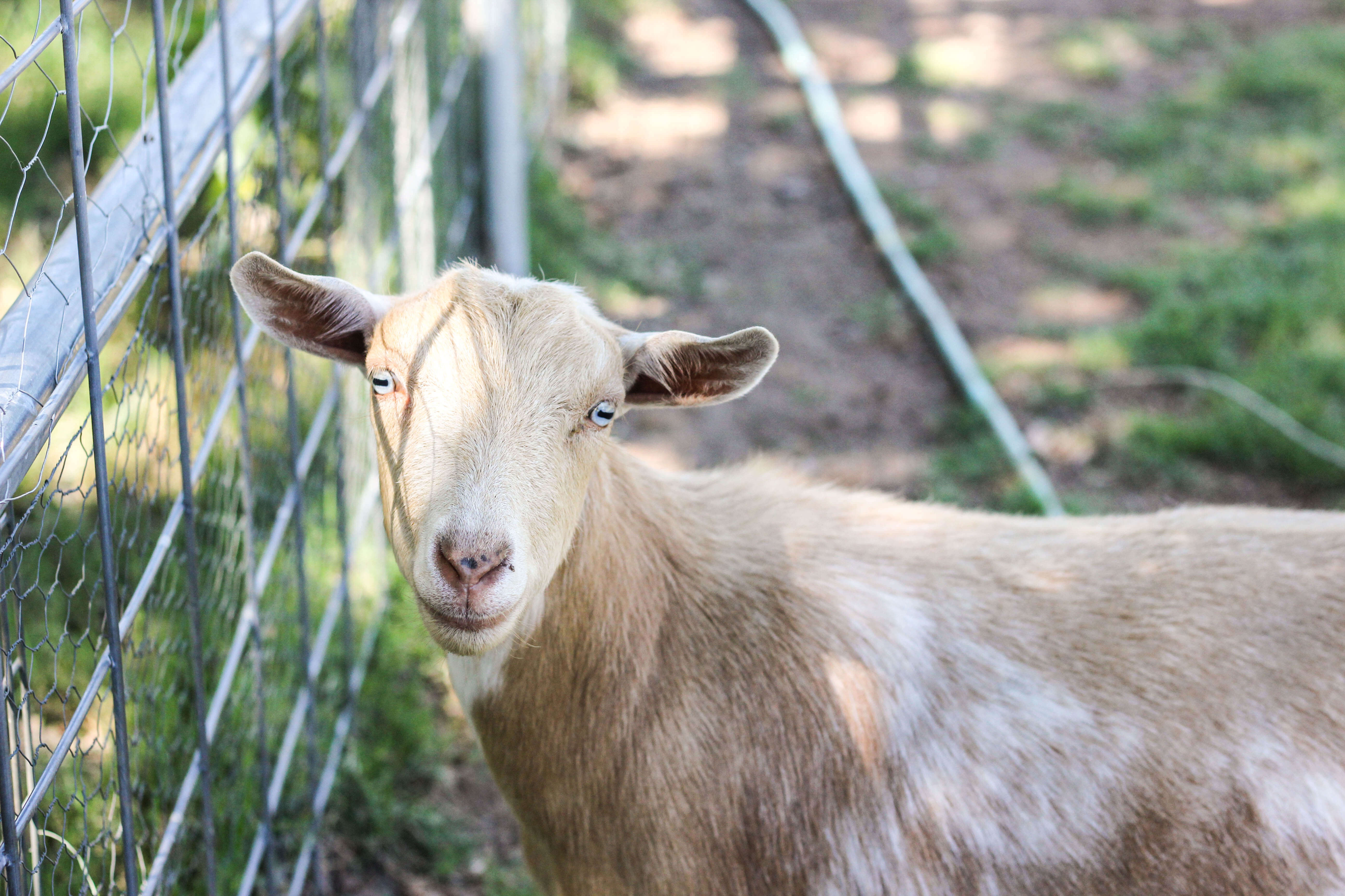 Goat Vaccinations