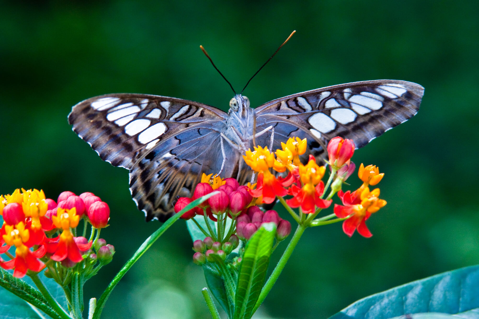 Butterfly Close up - Grow Your Own Butterfly Garden | Weed 'em & Reap