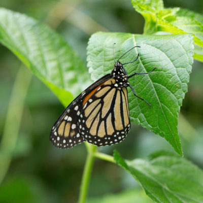 Grow Your Own Butterfly Garden