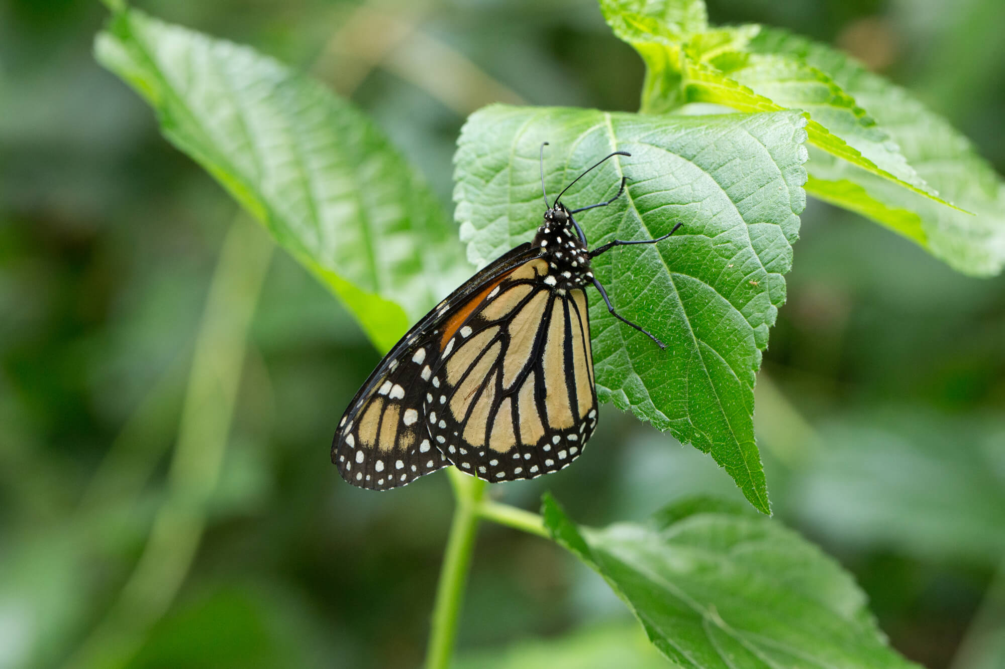 Monarch Butterfly Close Up - Grow Your Own Butterfly Garden | Weed 'em & Reap