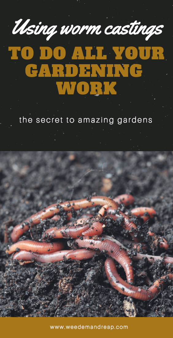 Worm Castings - For all your gardening work