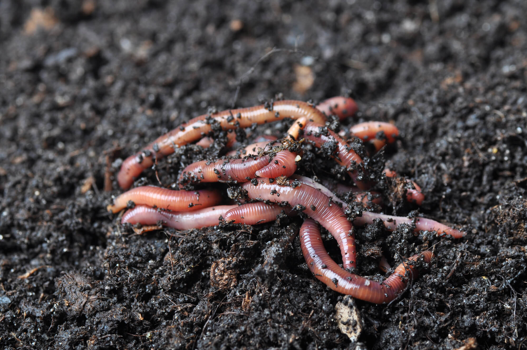 worm castings fertilizer
