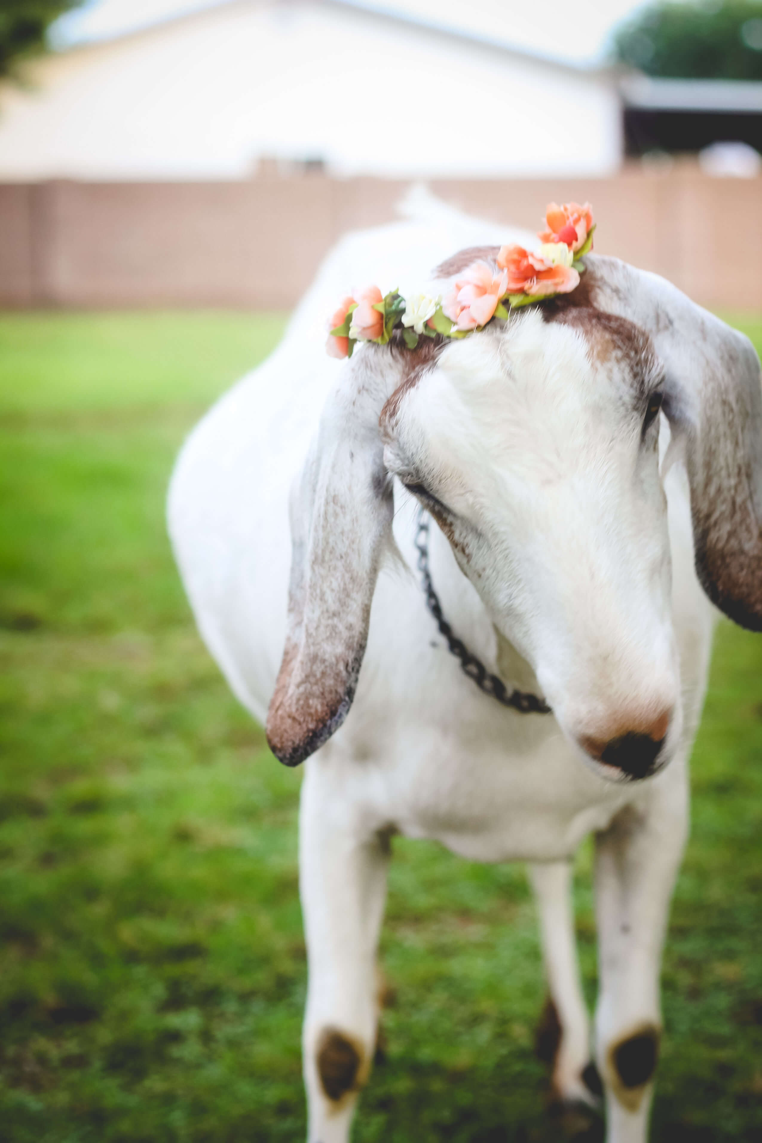 Urban farming - Goat with Flower Tira