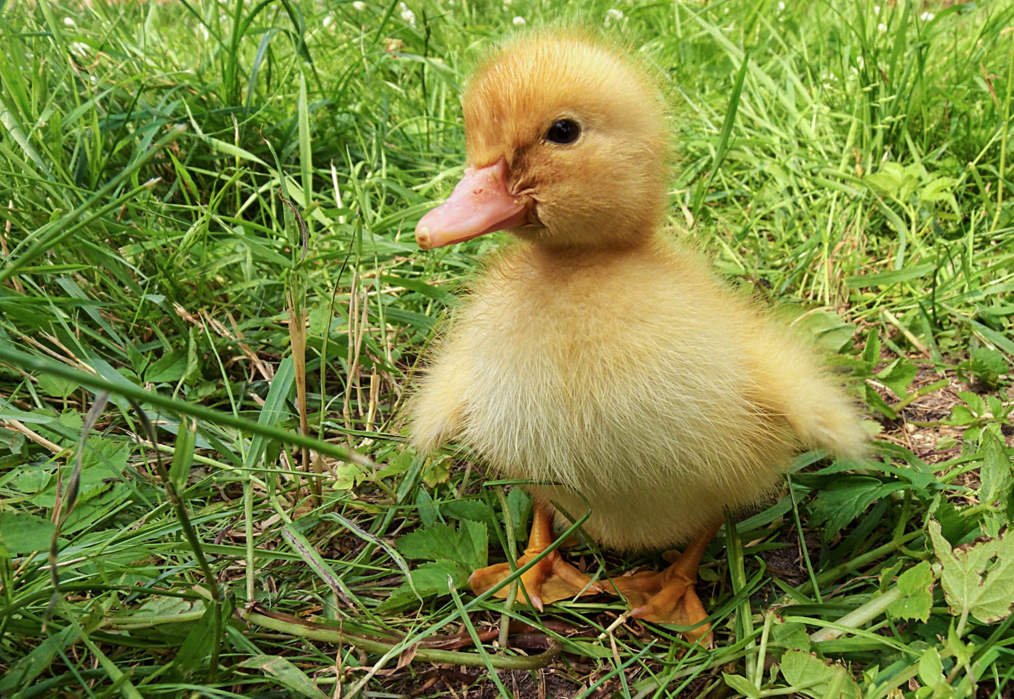 Best Duck Breeds for Beginners - Duckling