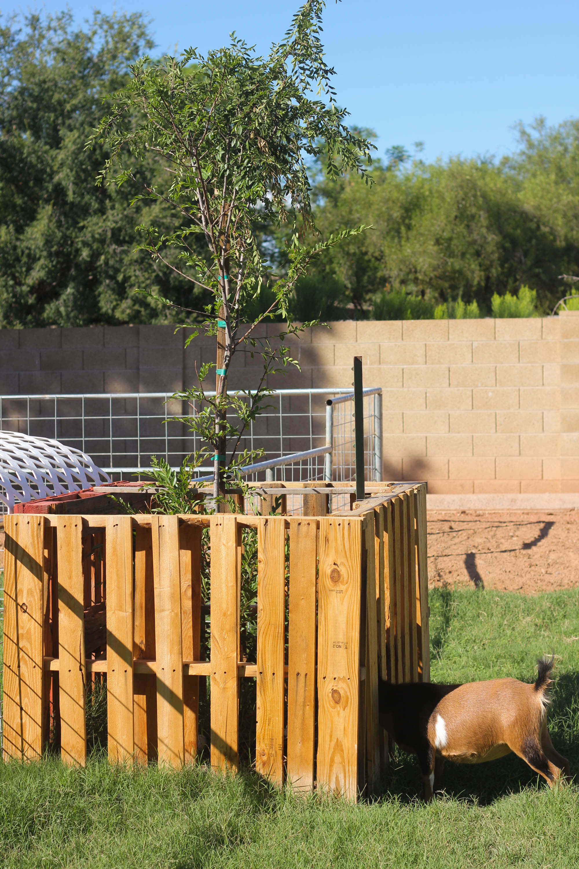 Building a goat pen - Tilly Causing Problems