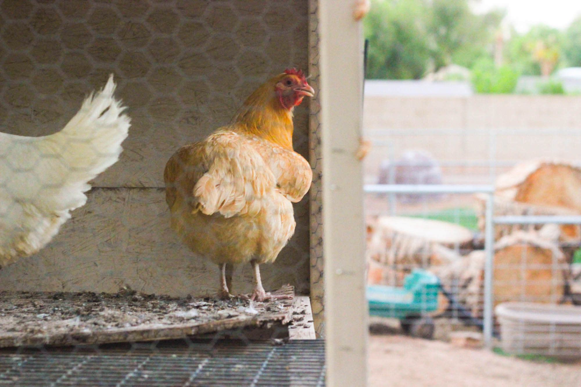 Urban farming - Chickens