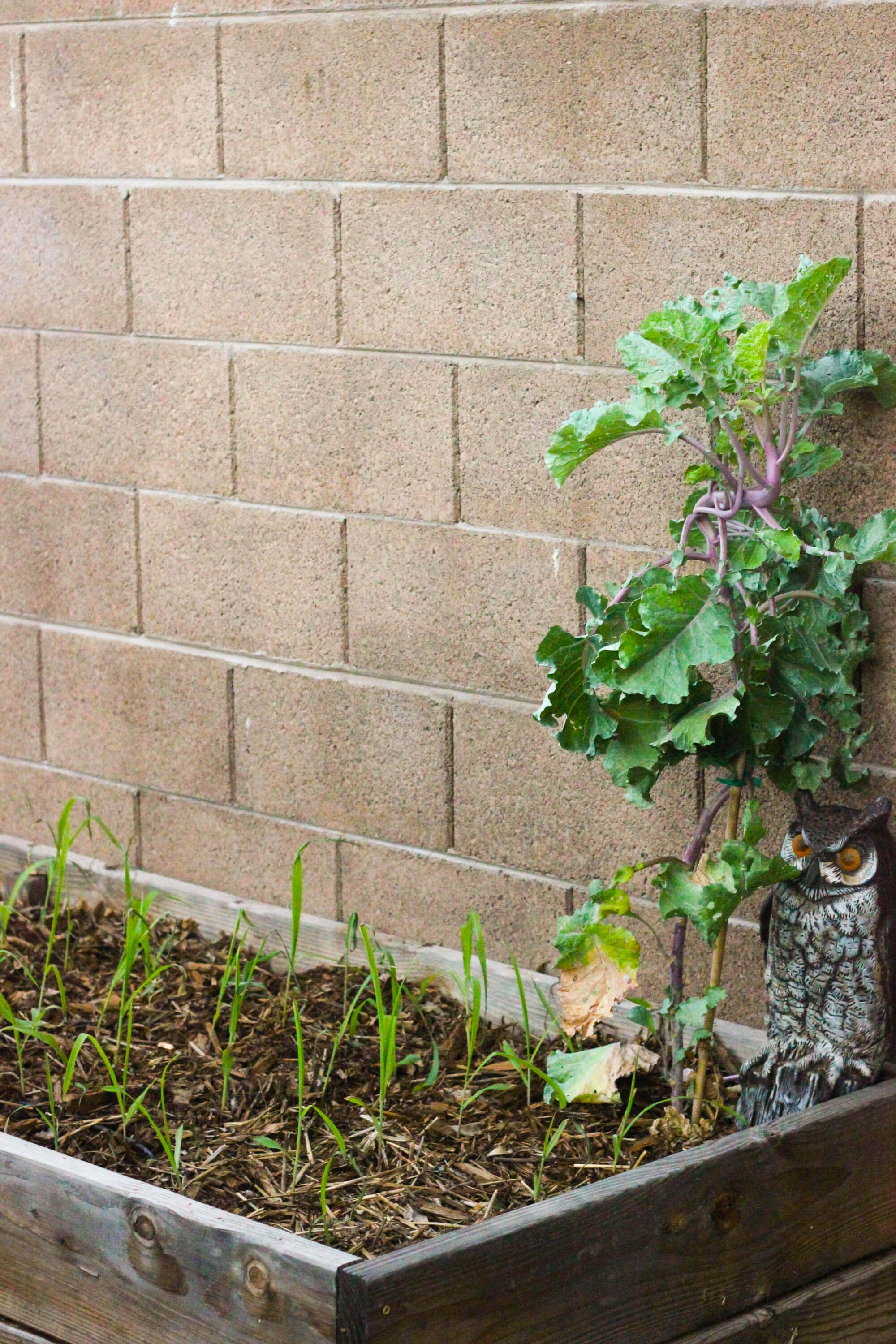 Urban farming - Sweet Potatoes