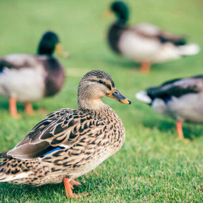 The Best Duck Breeds for Beginners