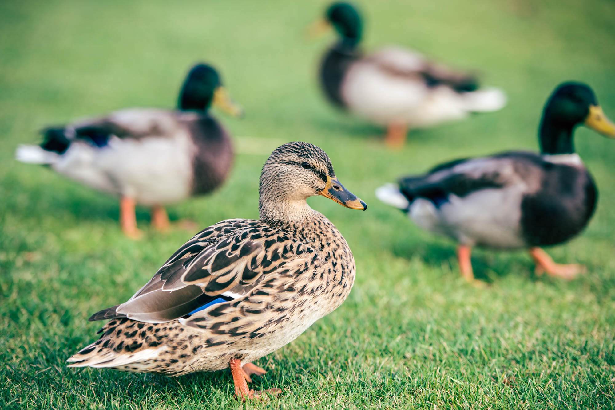 Best Duck Breeds For Beginners 