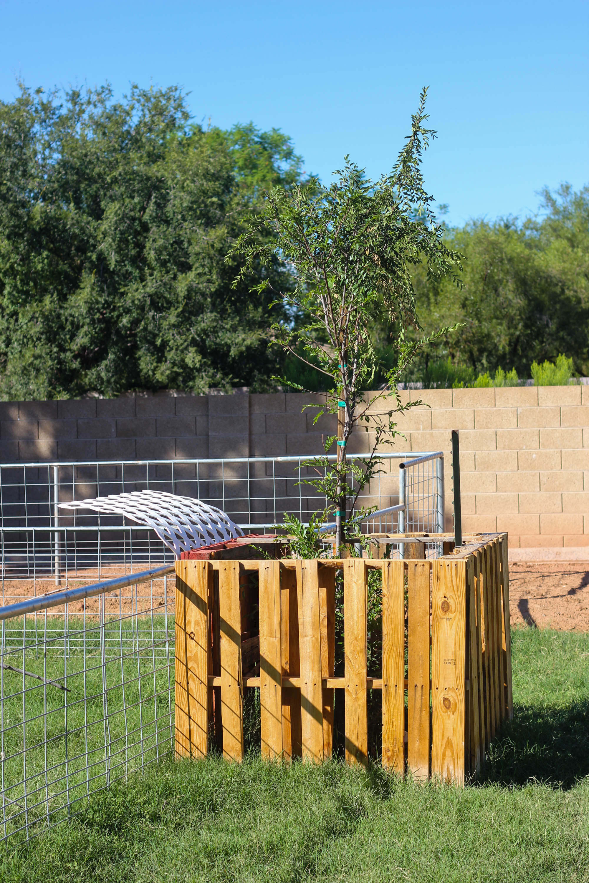 Building a goat pen - Trees for a Shade Source