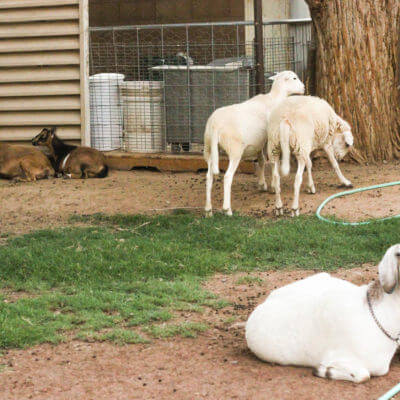 A Day in the Life on our Urban Farm