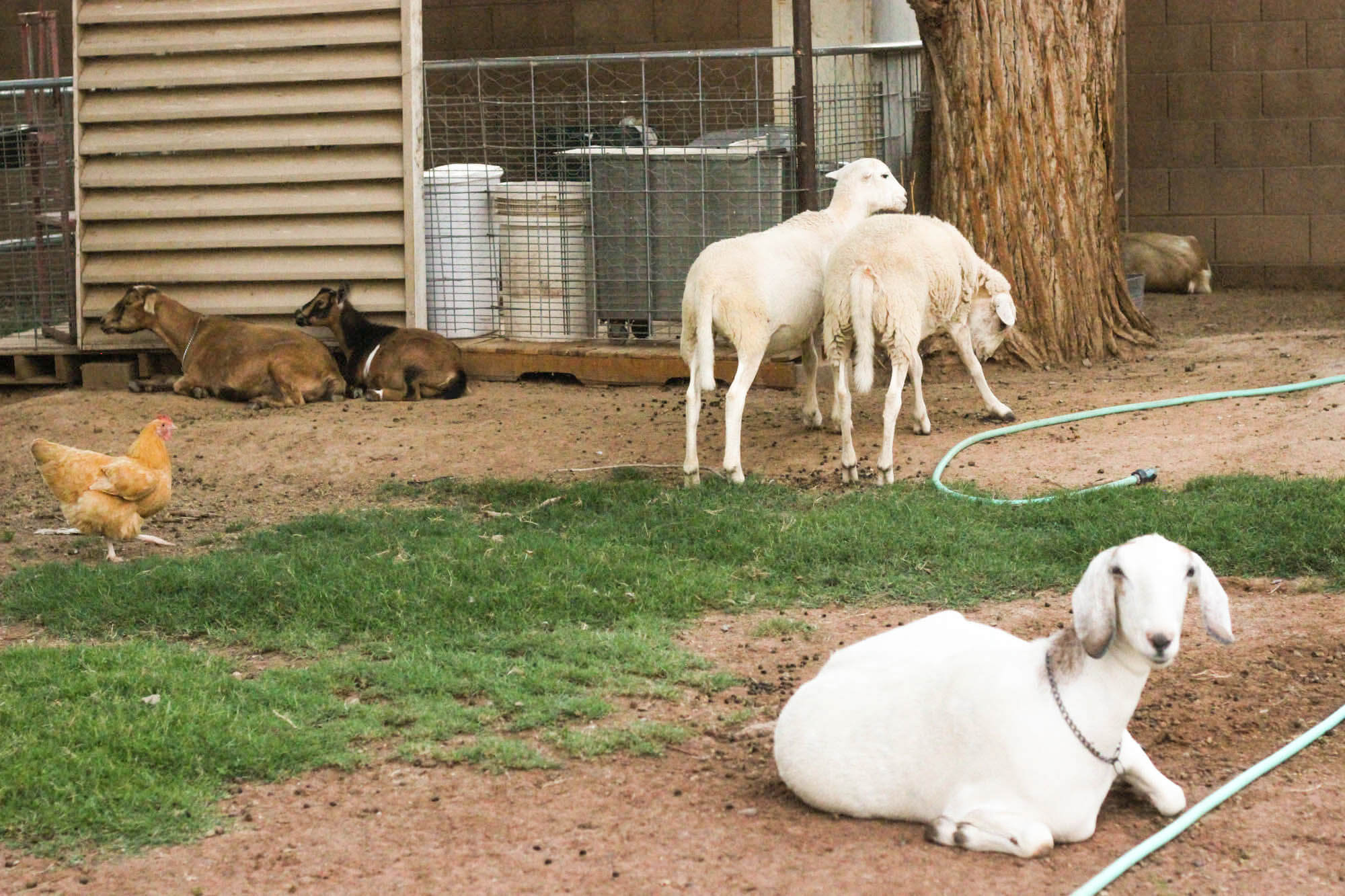 Urban farming - Goats