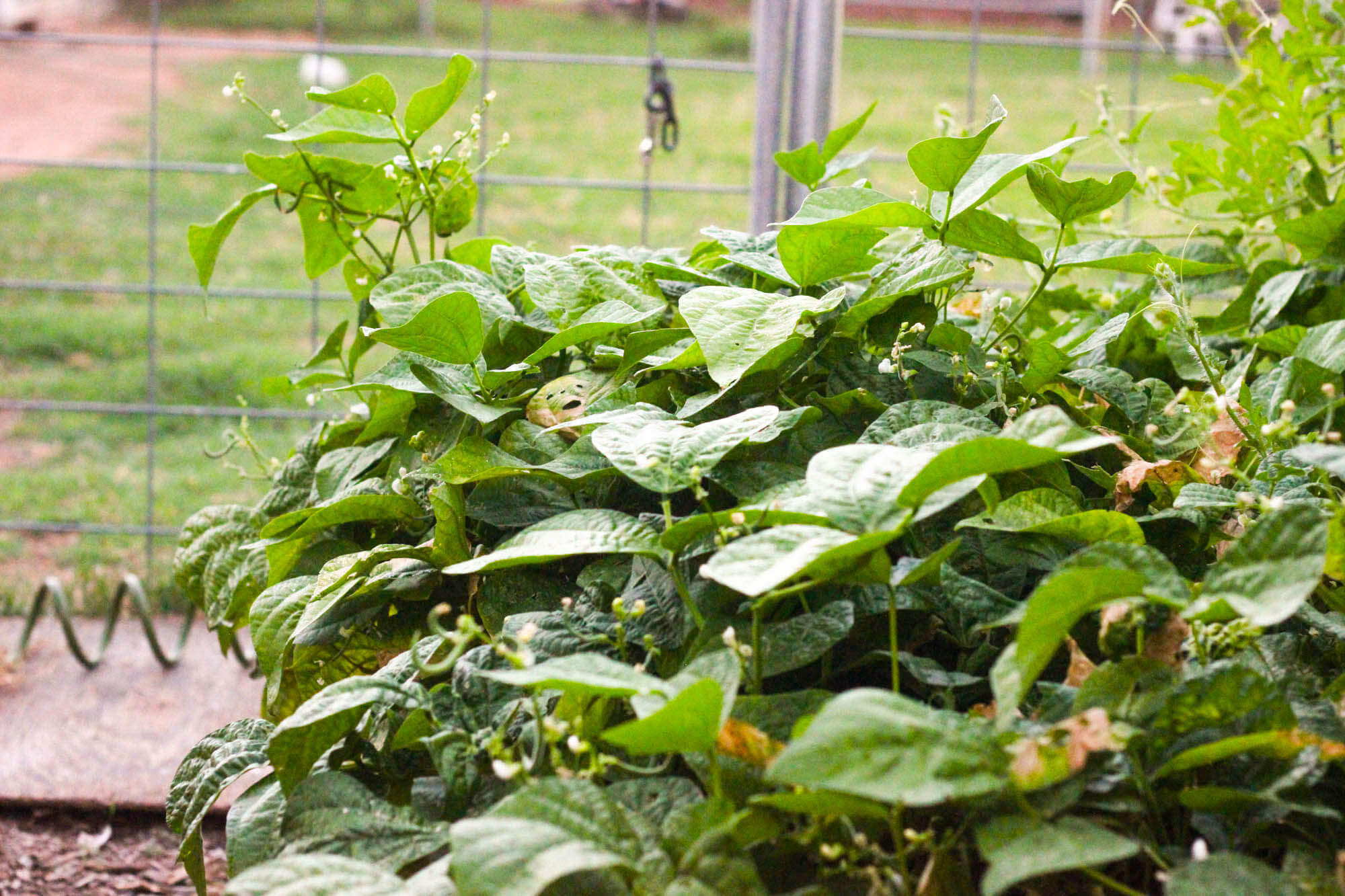 Urban farming - Watermelon Garden