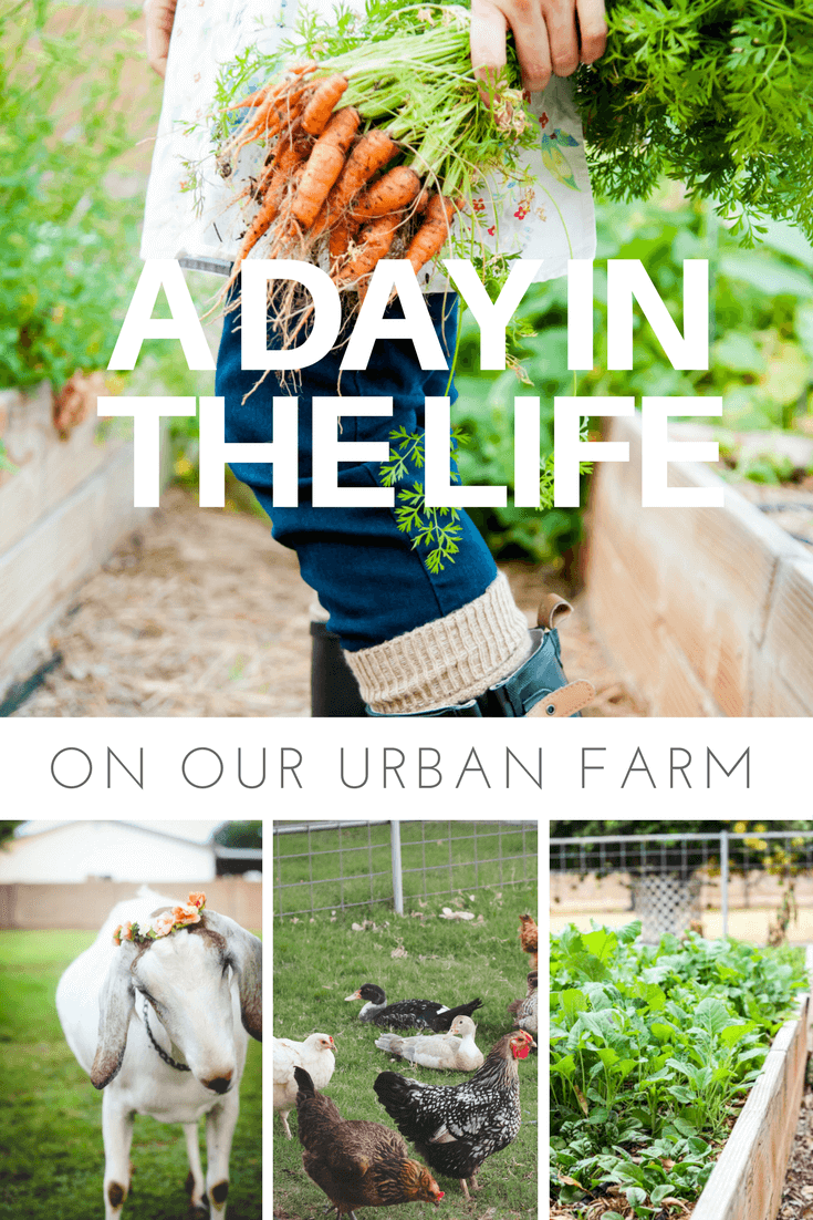 Urban farming - A Day in the Life on our Urban Farm