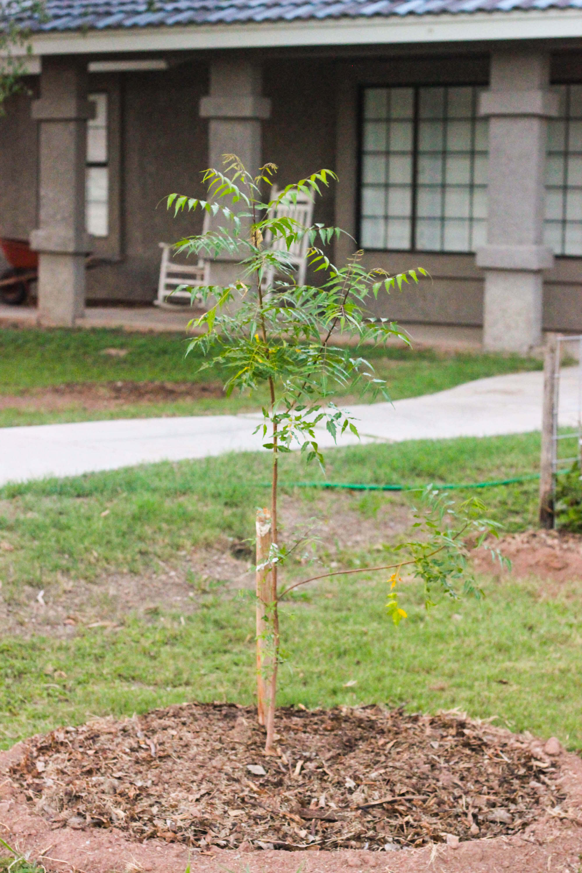 Urban farming - Sapling