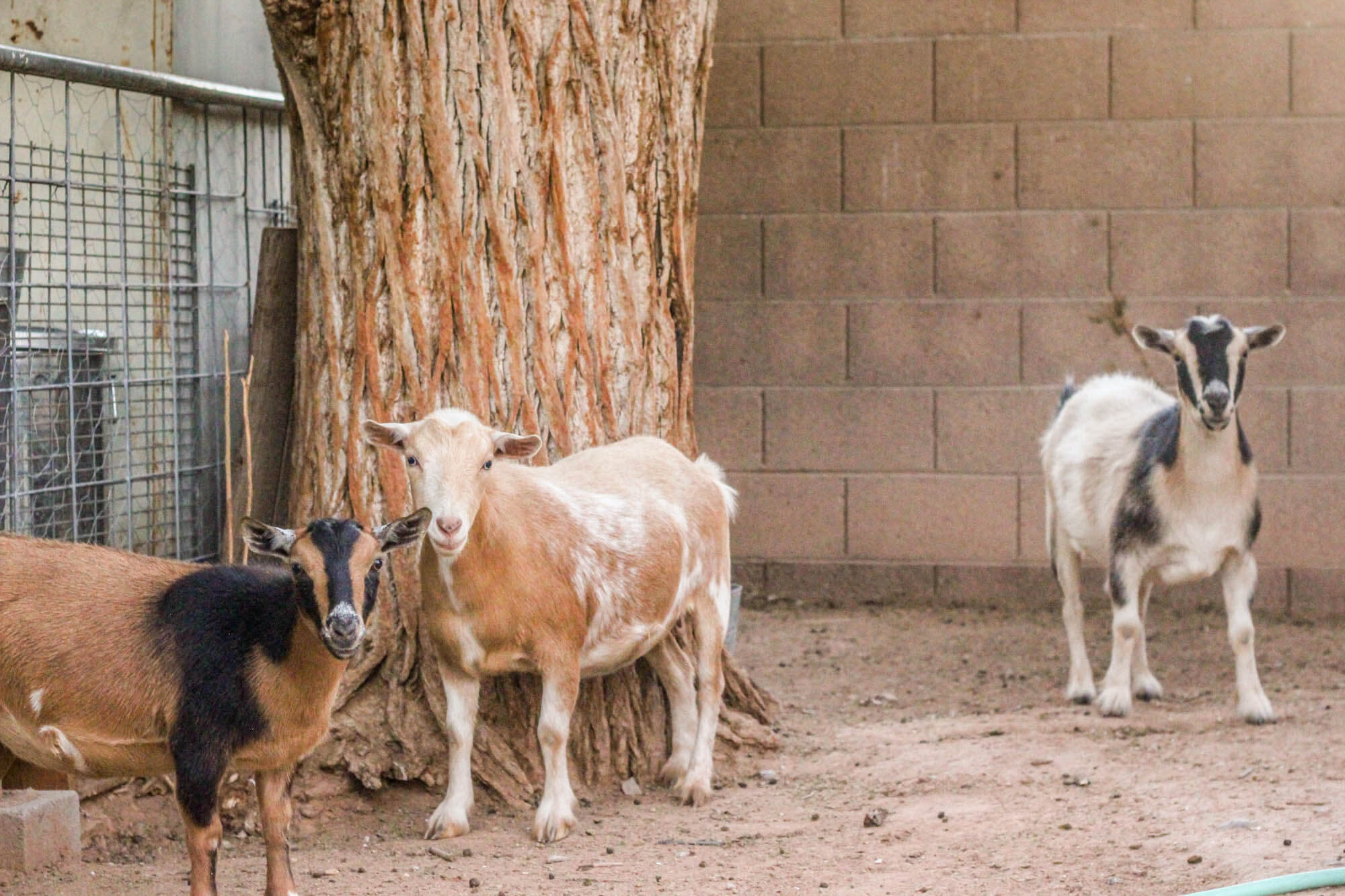 Urban farming - Goats Hanging by tree