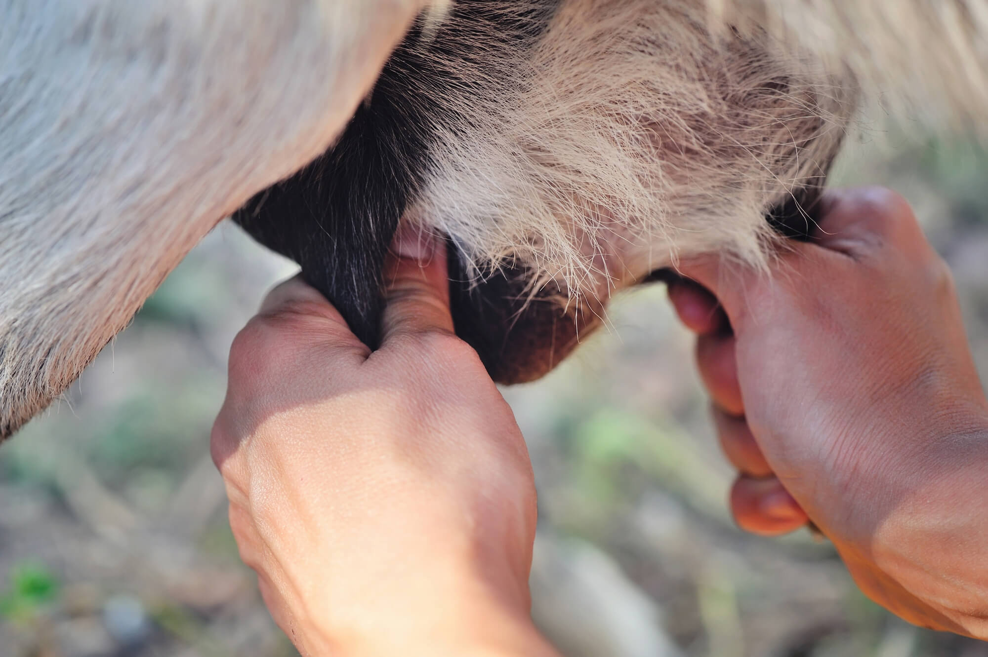 Sheep's Milk Cheese - Milking the Sheep