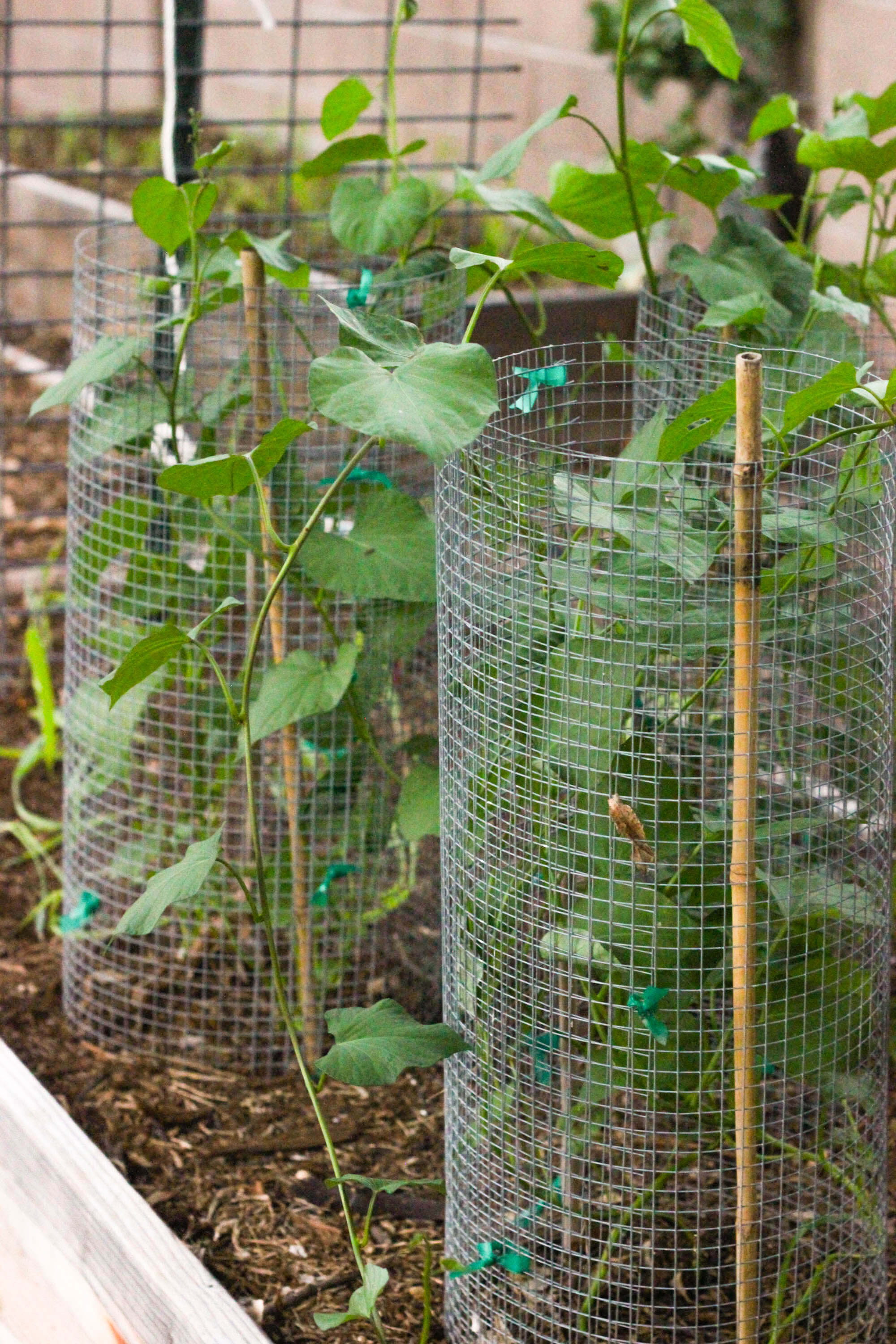 Urban farming - Green Beans