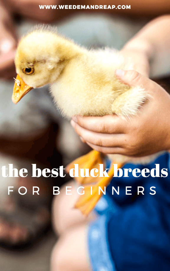 Best Duck Breeds for Beginners 