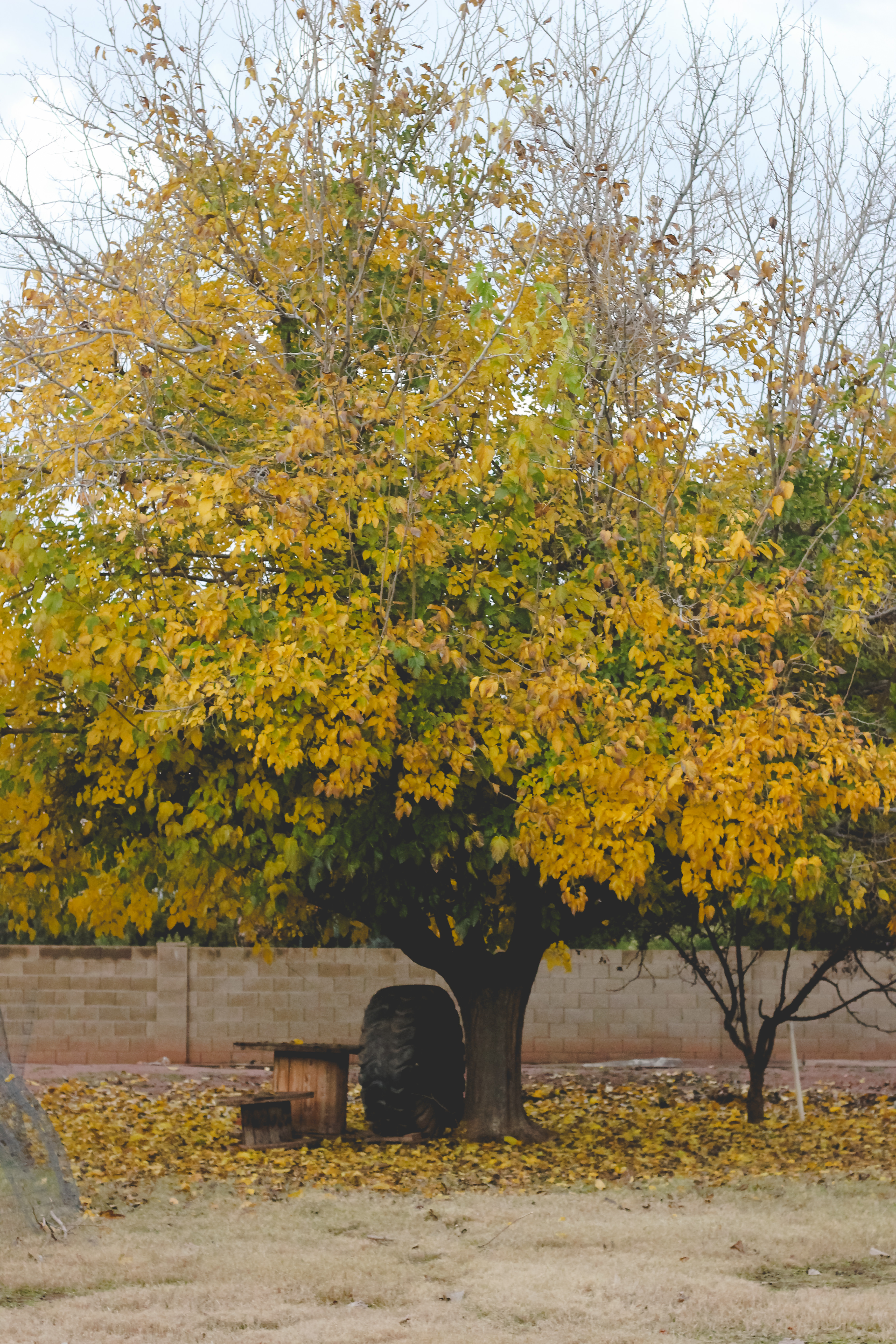 Homesteading - Yellow Leaves