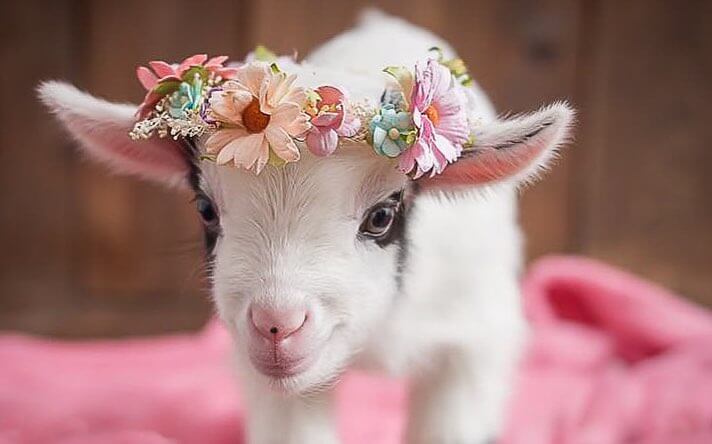 17 Pygmy Goats That Will Melt Your Heart - Weed 'em & Reap