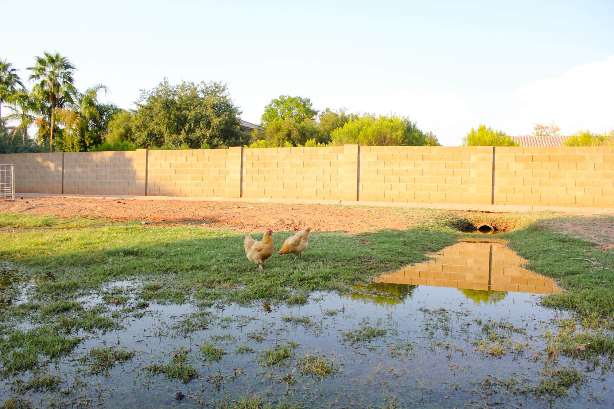 Homesteading - Yard Flooding