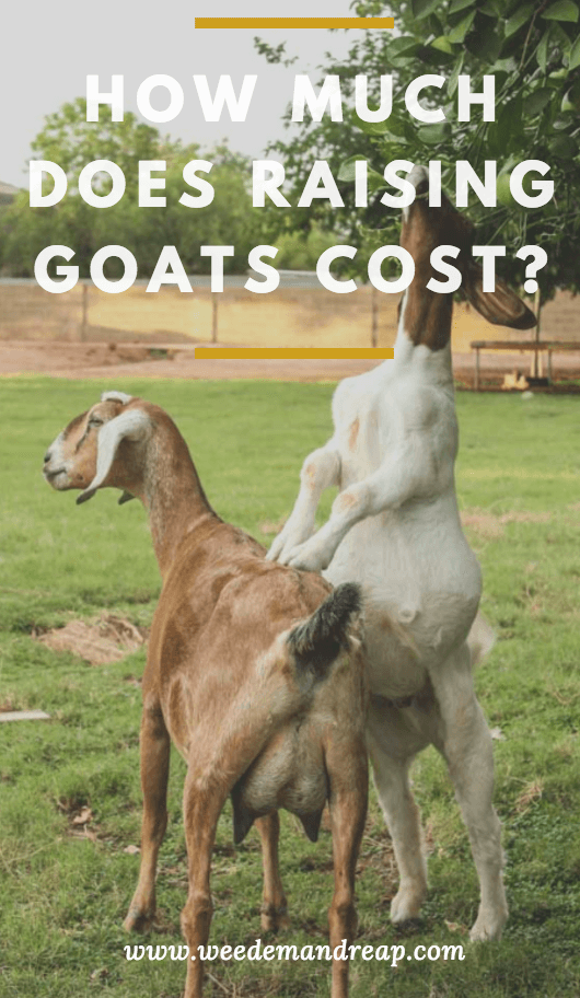 How Much Does a Goat Cost