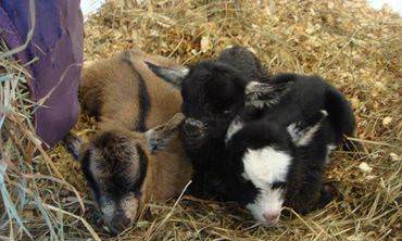 17 Pygmy Goats That Will Melt Your Heart - Weed 'em & Reap