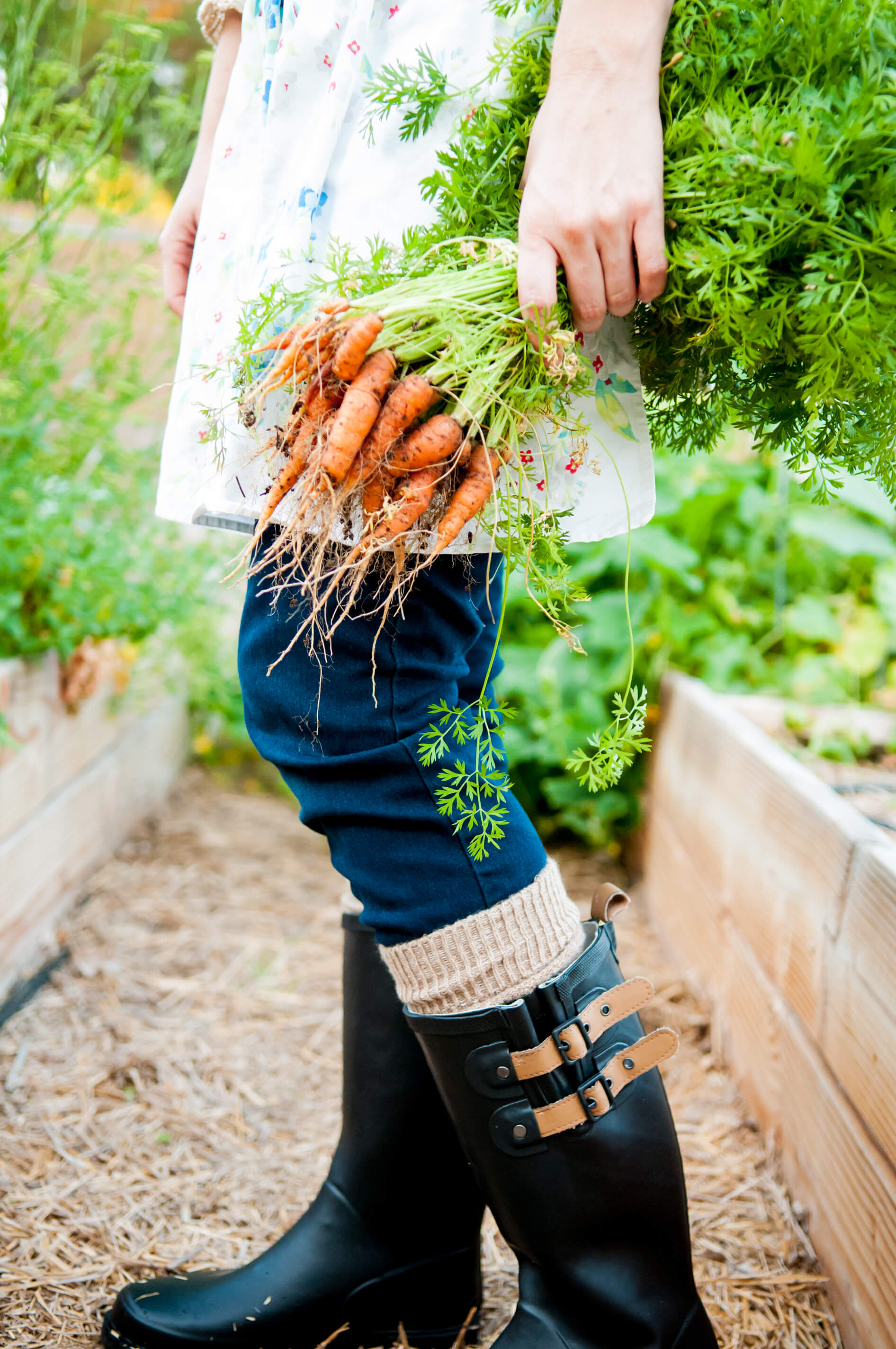 Homesteading - Harvested Baby Carrots 