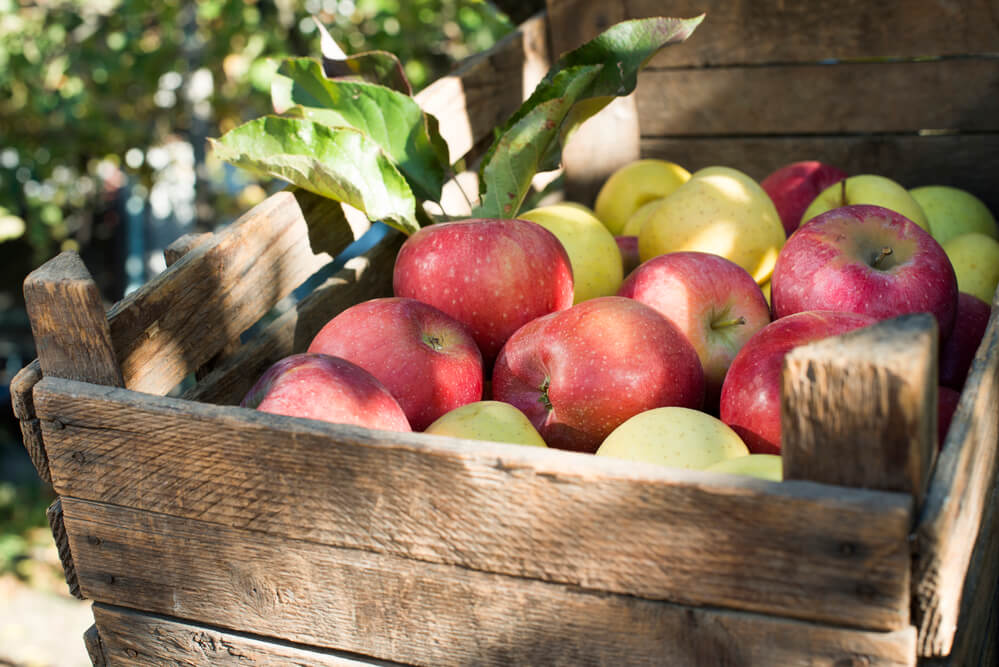 Apple Picking - Fall Activities